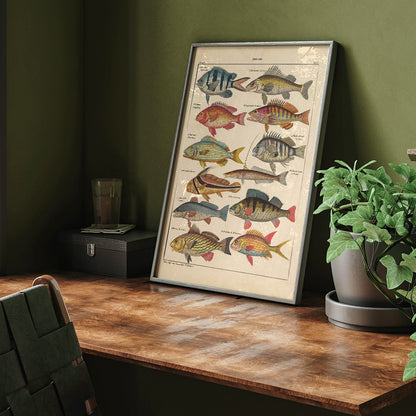 Colorful fish illustrations poster by Lorenz Oken from General Natural History for All Classes PI.048, framed and displayed in home decor