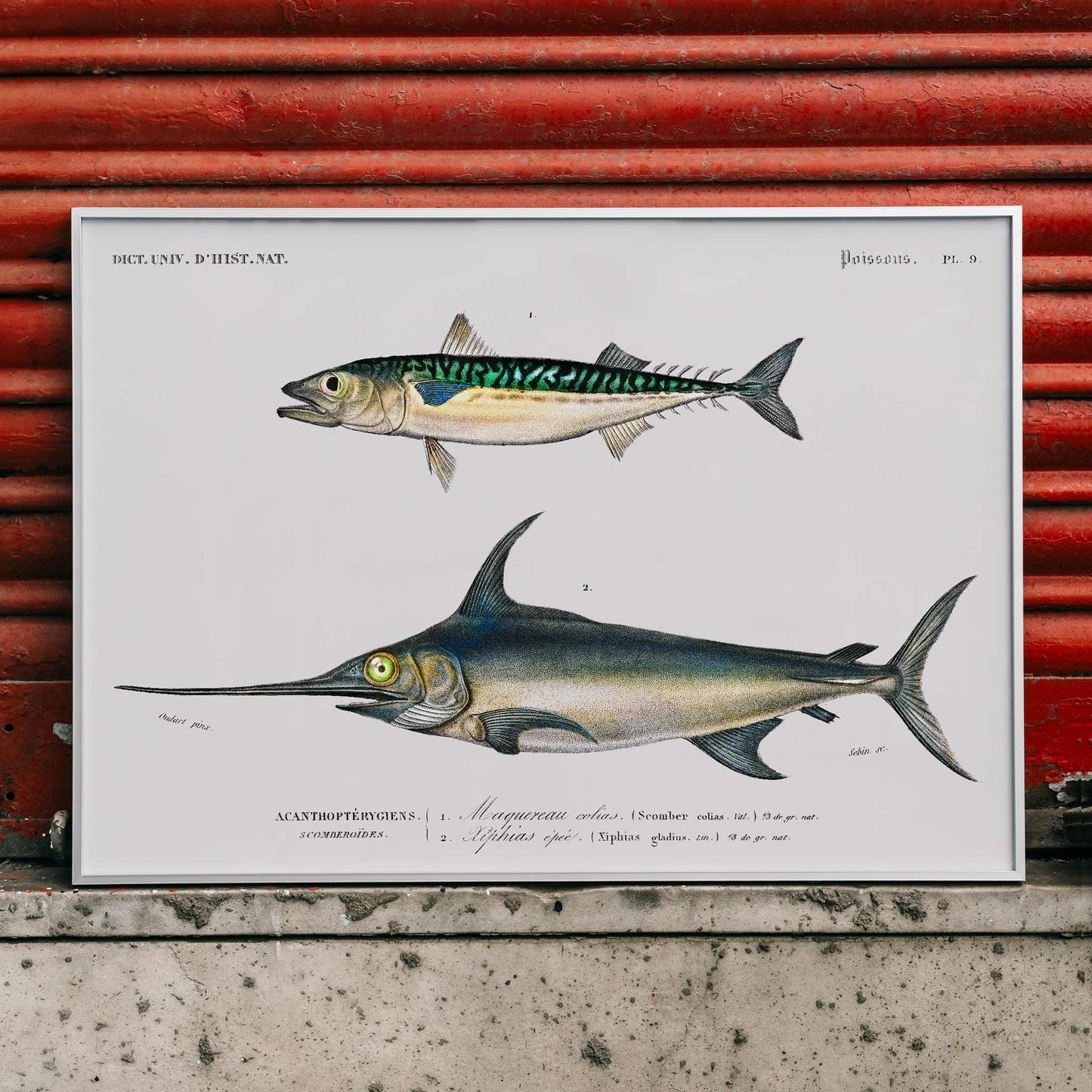 Illustration and poster of various fish species with scientific names from Different types of fishes by Charles Dessalines D Orbigny, framed and displayed in modern living room decor