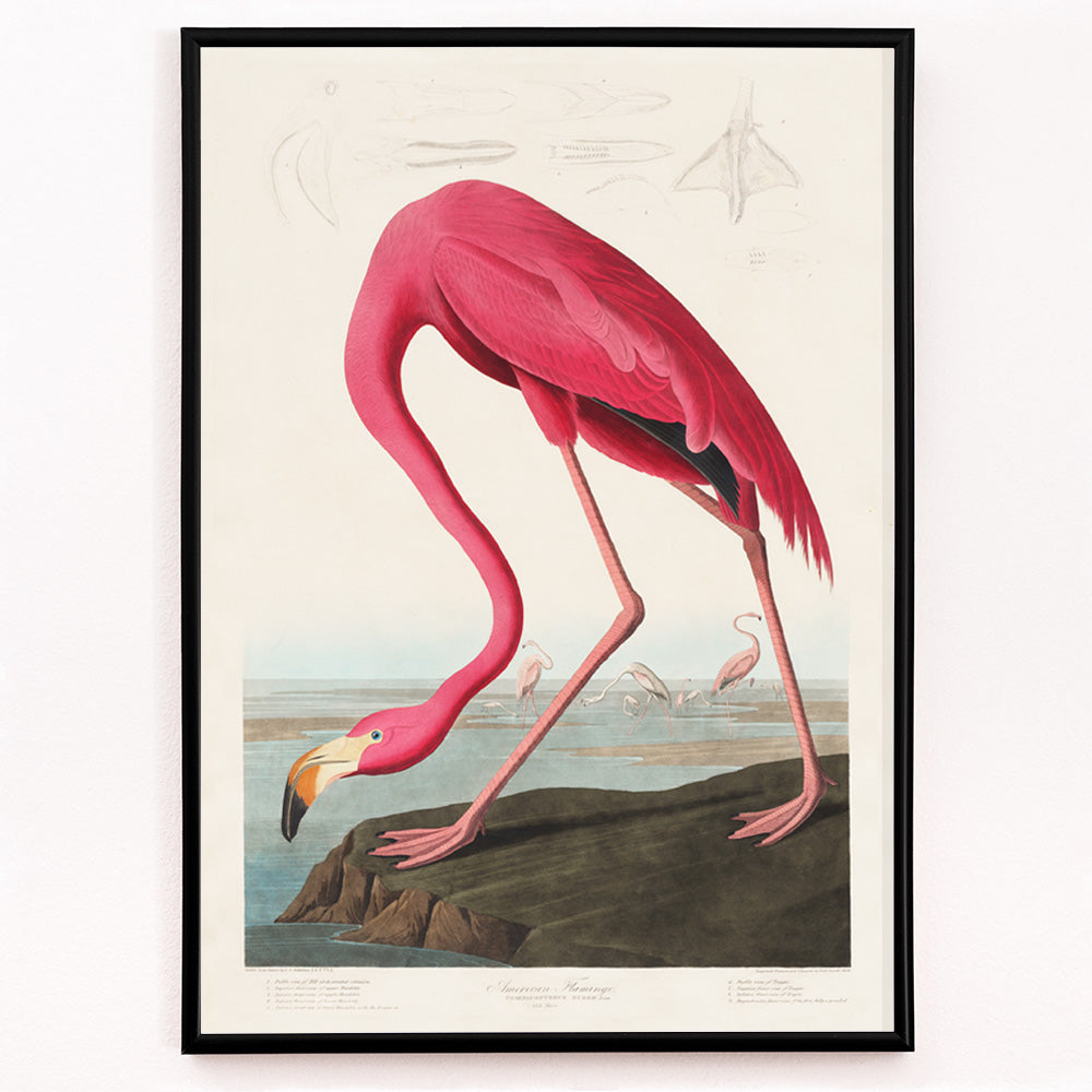 Closeup detail of Pink flamingo standing and feeding in natural landscape from Birds of America by John James Audubon etched by Robert Havell poster