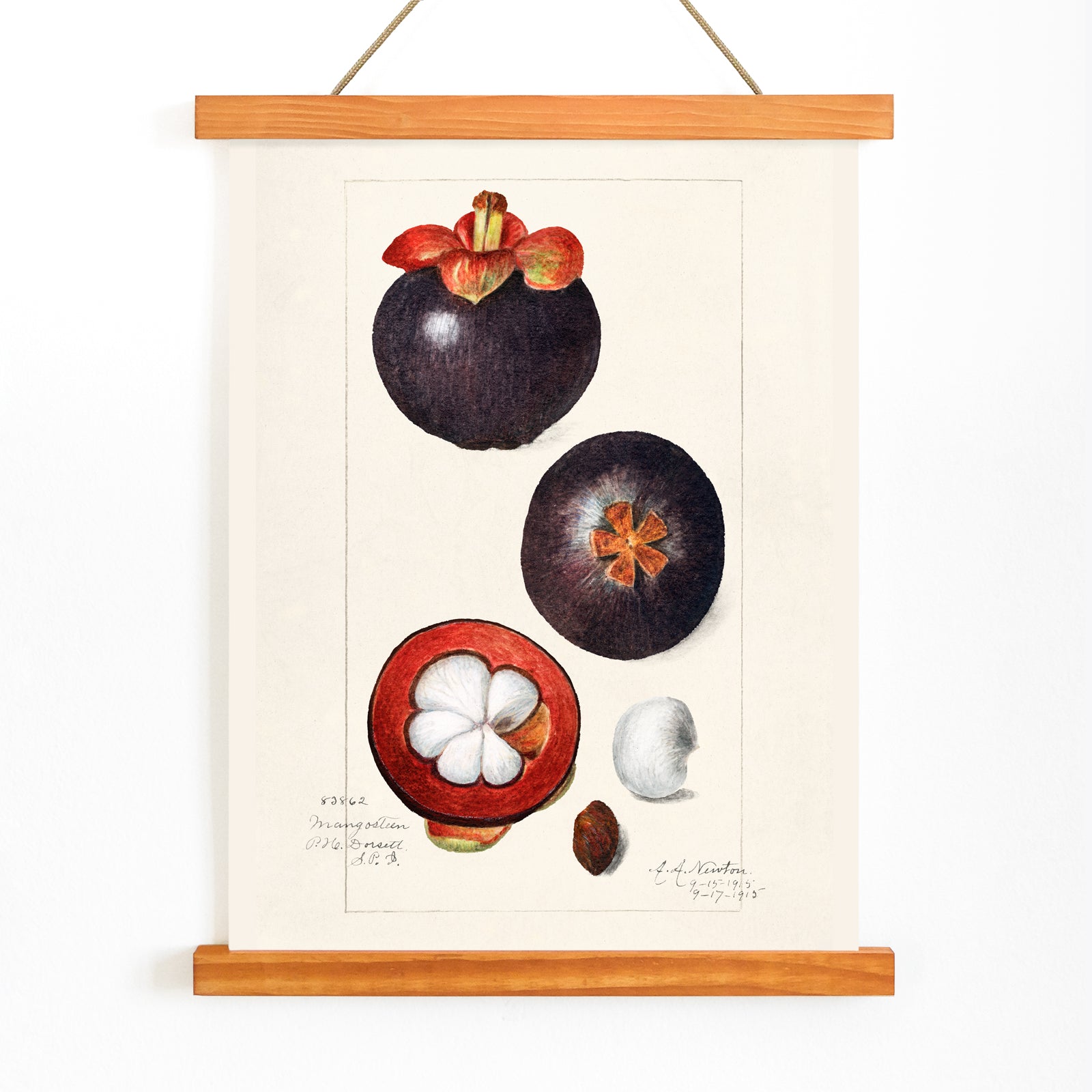 Botanical illustration poster of mangosteen fruit by Amanda Almira Newton titled Mangosteens Garcinia Mangostana botanical artwork, with wooden magnetic frame on white background