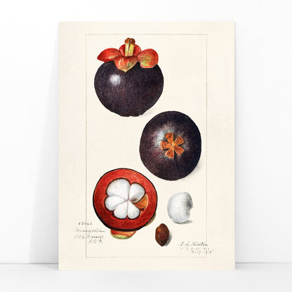 Botanical illustration poster of mangosteen fruit by Amanda Almira Newton titled Mangosteens Garcinia Mangostana botanical artwork, framed and displayed in modern living room decor