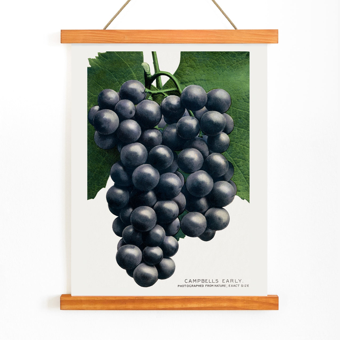 Campbells Early Grape botanical lithograph by Rochester Lithographing and Printing Company showing a detailed cluster of dark grapes with green leaves, with wooden magnetic frame on white background
