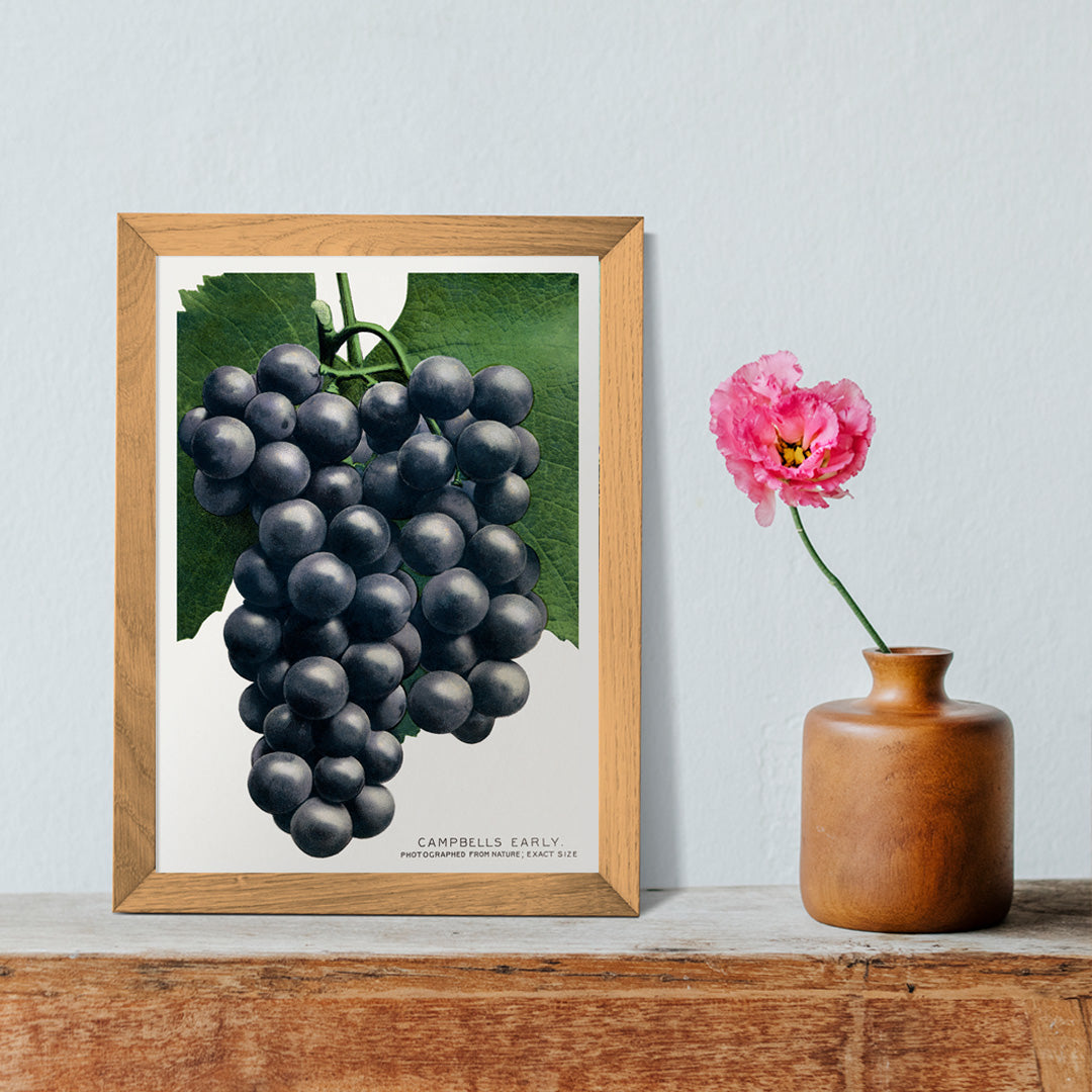 Campbells Early Grape botanical lithograph by Rochester Lithographing and Printing Company showing a detailed cluster of dark grapes with green leaves, framed and displayed in home decor