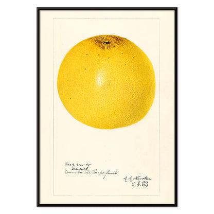 Detailed illustration and poster of grapefruit Citrus paradisi by Amanda Almira Newton, with black aluminium frame on white background