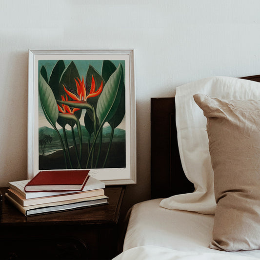 Vibrant botanical illustration of The Queen Plant by Robert John Thornton featuring lush green leaves and orange accents from The Temple of Flora, framed and displayed in home decor