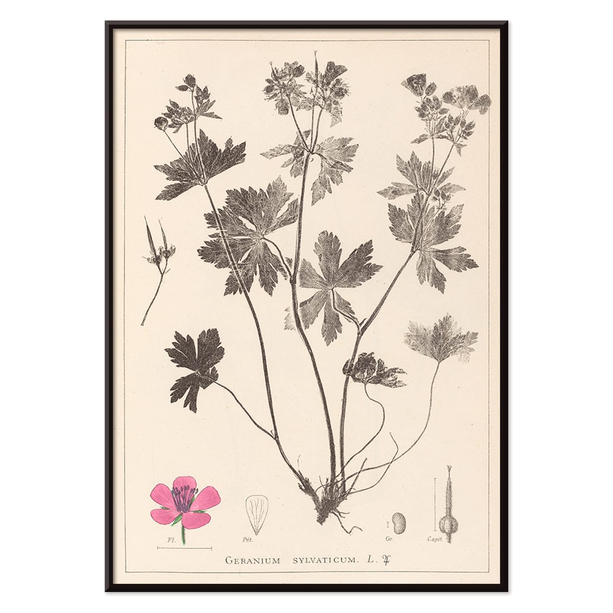Botanical illustration and poster of Geranium sylvaticum with pink flower and detailed sketches by Louis Antoine Cusin from Herbier de la flore francaise, with black aluminium frame on white background