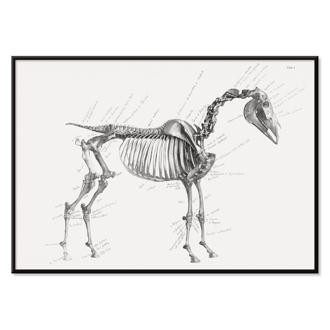 Detailed horse skeleton illustration with anatomical labels by George Stubbs from The anatomy of the horse artwork, with black aluminium frame on white background