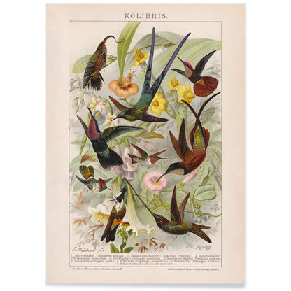Colorful hummingbirds and tropical flowers poster illustration from Kolibris by Friedrich Arnold Brockhaus, with black aluminium frame on white background