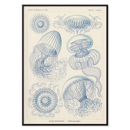 Detailed blue scientific illustration of Leptomedusae jellyfish by Ernst Haeckel poster wall decor, with black aluminium frame on white background