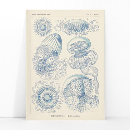 Detailed blue scientific illustration of Leptomedusae jellyfish by Ernst Haeckel poster wall decor, framed and displayed in modern living room decor