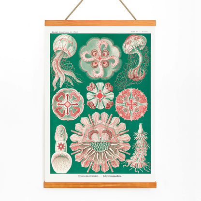 Colorful jellyfish and marine life illustration and poster featuring Discomedusae Schweibenquallen by Ernst Haeckel Kunstformen der Natur, with wooden magnetic frame on white background