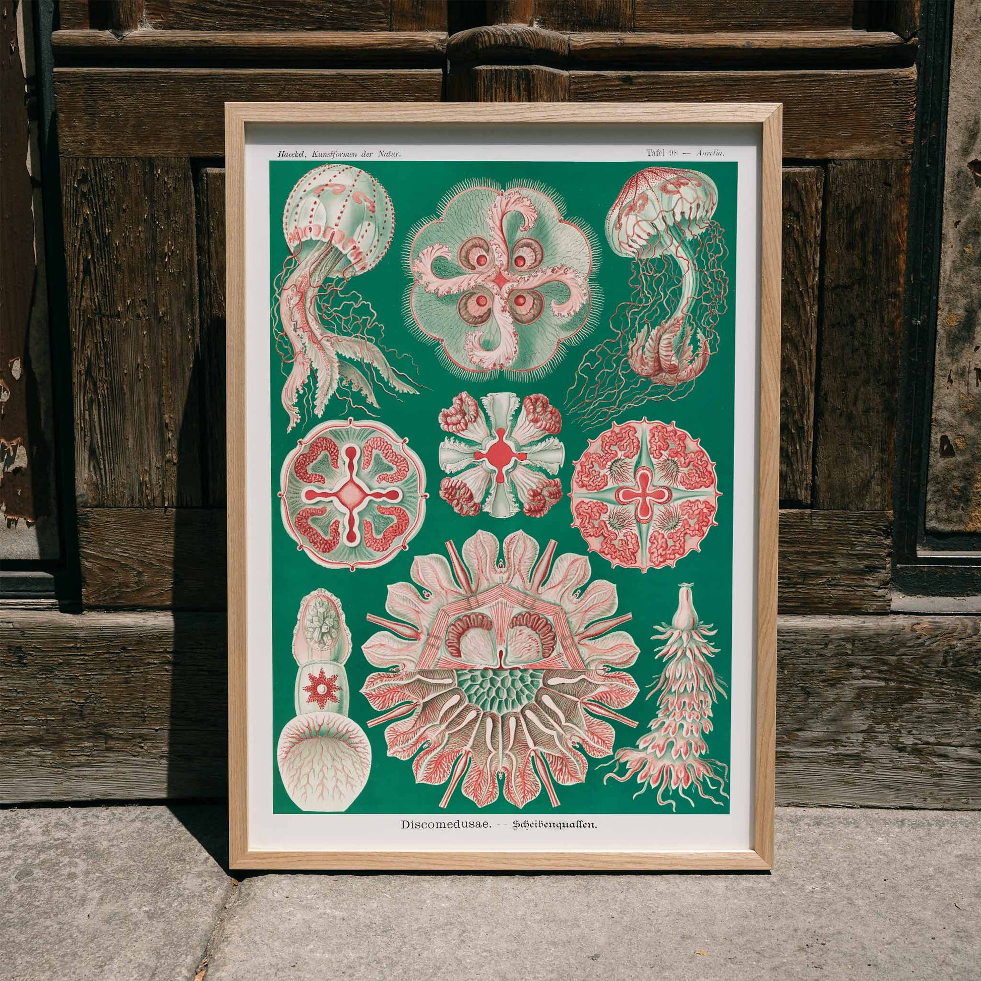 Colorful jellyfish and marine life illustration and poster featuring Discomedusae Schweibenquallen by Ernst Haeckel Kunstformen der Natur, framed and displayed in home decor