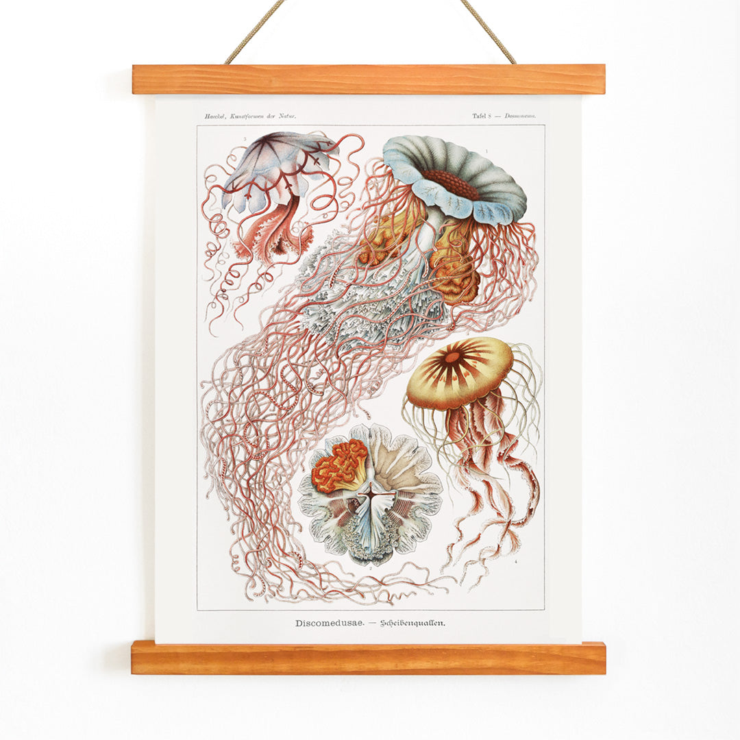 Colorful poster illustration of Discomedusae jellyfish marine life by Ernst Haeckel with intricate details and flowing tentacles, with wooden magnetic frame on white background