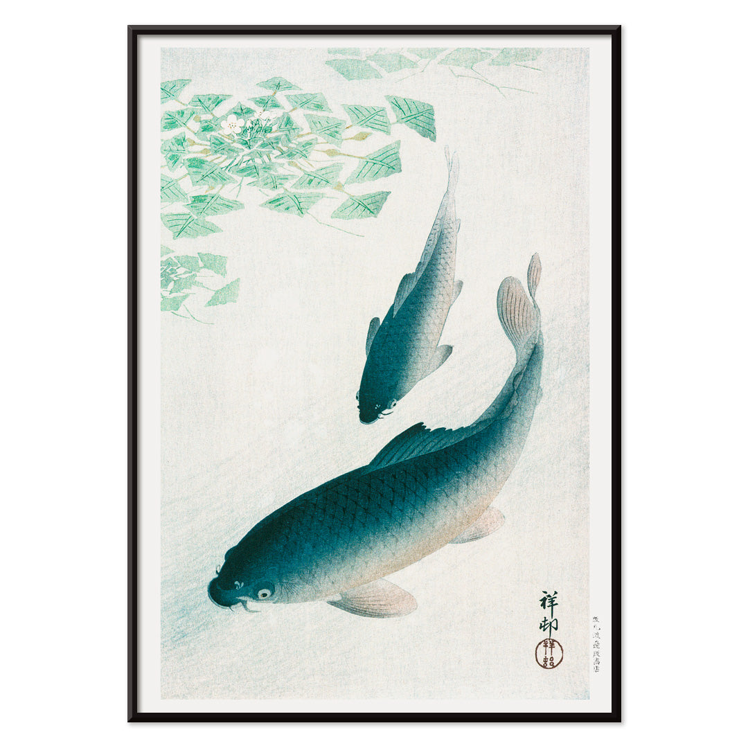 Two koi fish swimming under water plants and near green lily pads artwork by Ohara Koson serene Japanese style, with black aluminium frame on white background