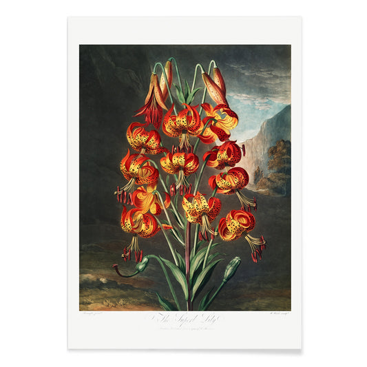 Vibrant illustration and poster of red orange and yellow lilies The Superb Lily by Robert John Thornton botanical artwork in a natural landscape, with black aluminium frame on white background