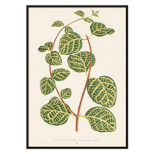 Botanical illustration poster of Lonicera Brachypoda by Shirley Hibberd featuring green and yellow variegated leaves, with black aluminium frame on white background