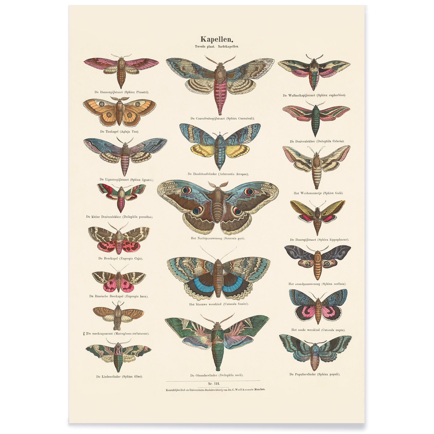 Colorful vintage illustration and detailed poster of night butterfly species by Ernst Frohlich, with black aluminium frame on white background