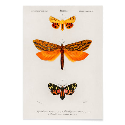 Colorful moth species illustrated by Charles Dessalines D Orbigny poster featuring different types of moths artwork, with black aluminium frame on white background