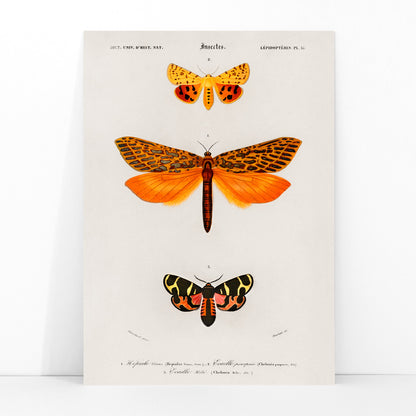 Colorful moth species illustrated by Charles Dessalines D Orbigny poster featuring different types of moths artwork, framed and displayed in modern living room decor