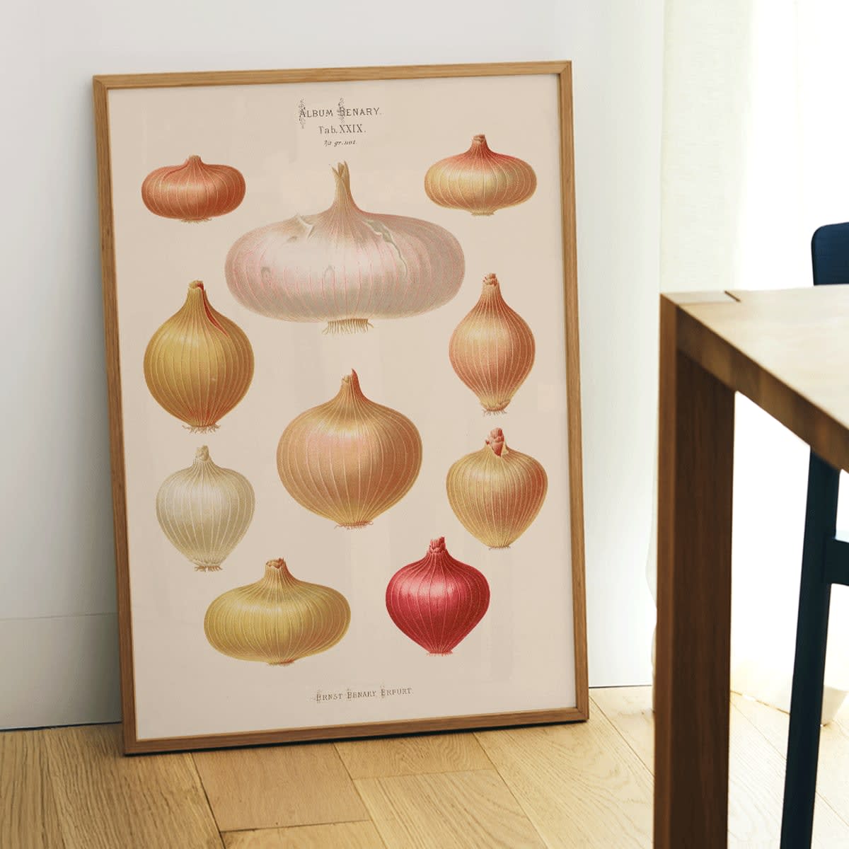 Illustration and poster of various onions by Ernst Benary from Album Benary showcasing different shapes and colors, framed and displayed in modern living room decor