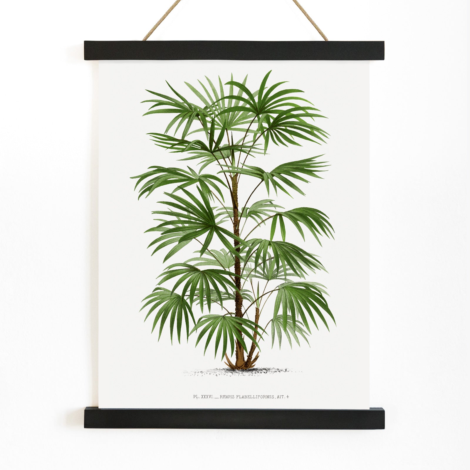 Botanical illustration poster of a palm tree from Les Palmiers Histoire Iconographique by Oswald de Kerchove de Denterghem, with wooden magnetic frame on white background