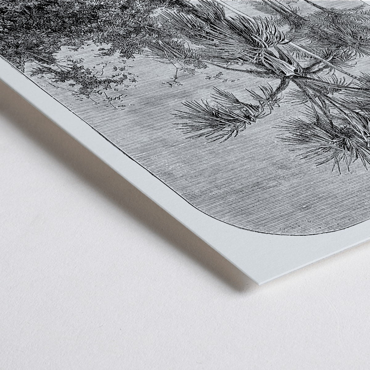 Closeup detail of Palm trees in tropical forest illustration poster by Oswald de Kerchove de Denterghem Les Palmiers Histoire Iconographique