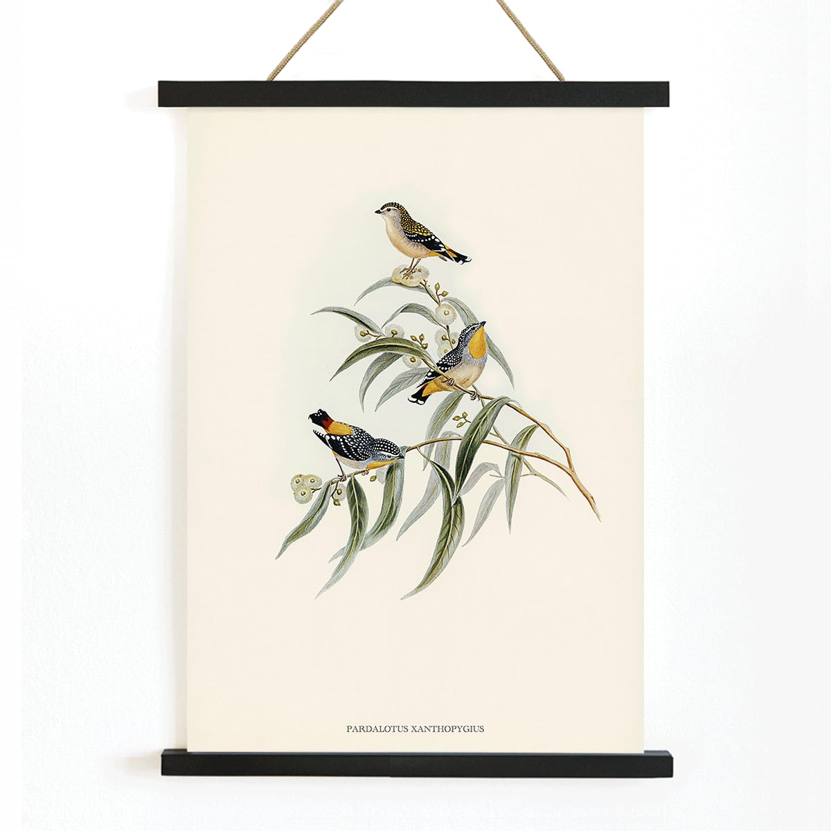 Yellow-rumped Pardalote Pardalotus Xanthopygius artwork featuring three colorful birds perched on eucalyptus branches poster illustration, with wooden magnetic frame on white background