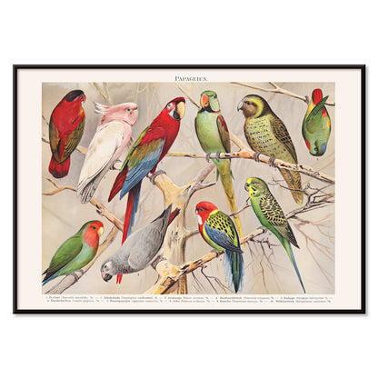 Colorful parrots perched on branches Papagein I artwork by Institut of Leipzig vintage illustration poster, with black aluminium frame on white background