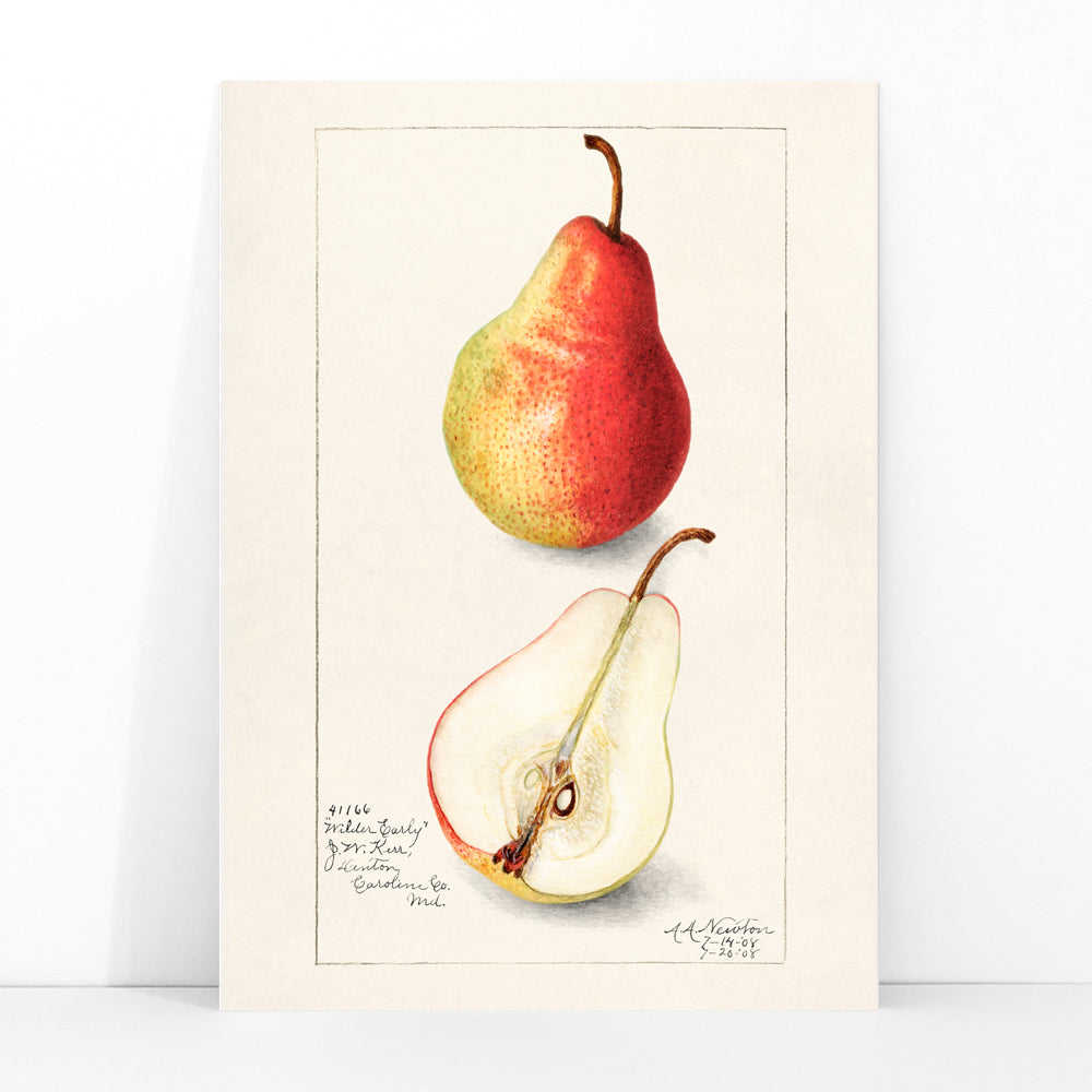 Botanical illustration and poster of ripe pear whole and sliced Pear Pyrus Communis by Amanda Almira Newton, framed and displayed in modern living room decor