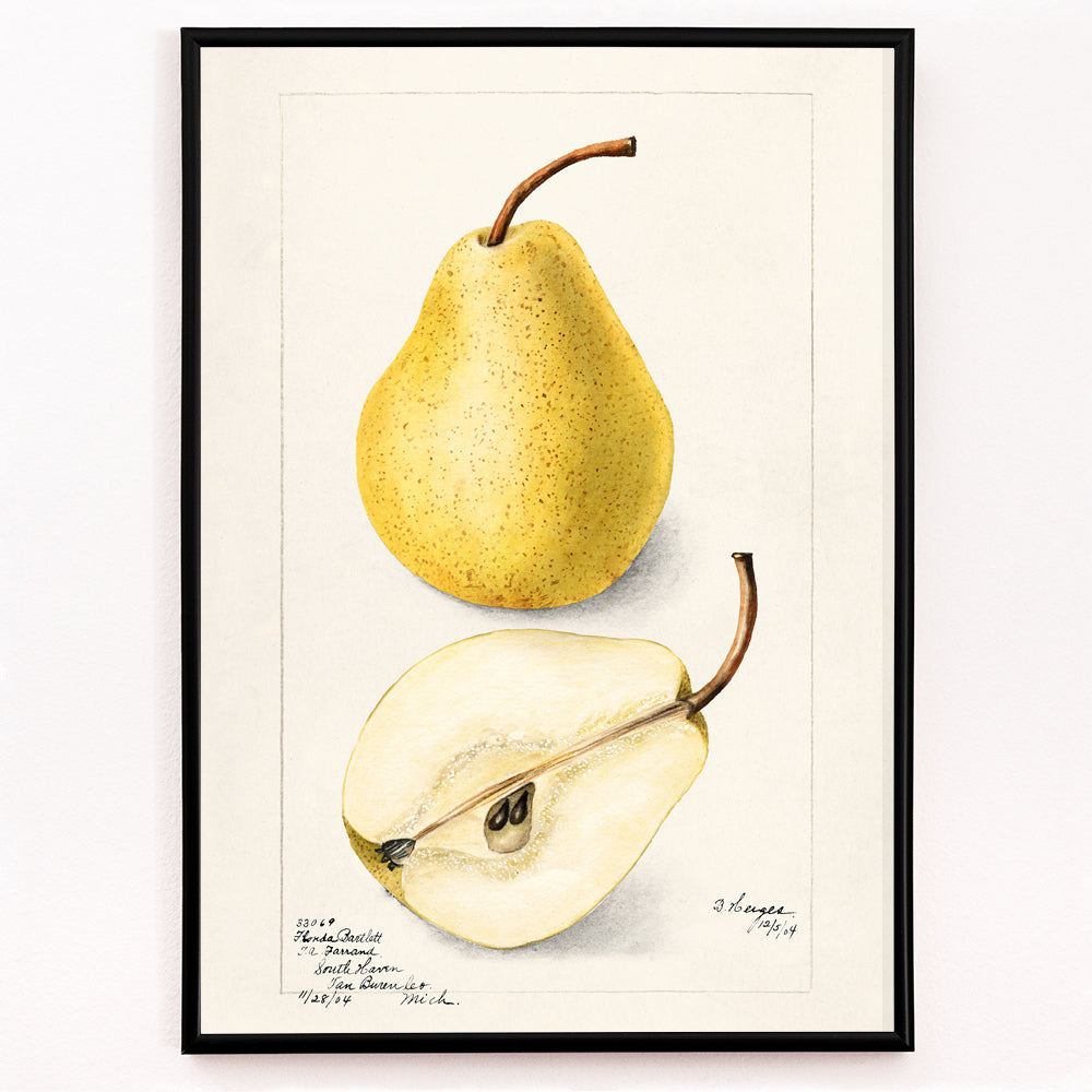 Closeup detail of Botanical art of whole and sliced pears Pyrus Communis by Bertha Heiges for wall decor or kitchen illustration