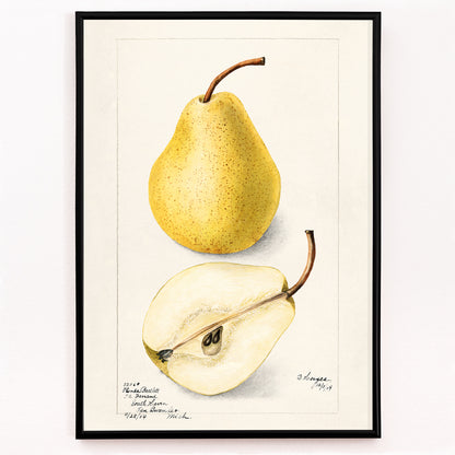 Closeup detail of Botanical art of whole and sliced pears Pyrus Communis by Bertha Heiges for wall decor or kitchen illustration