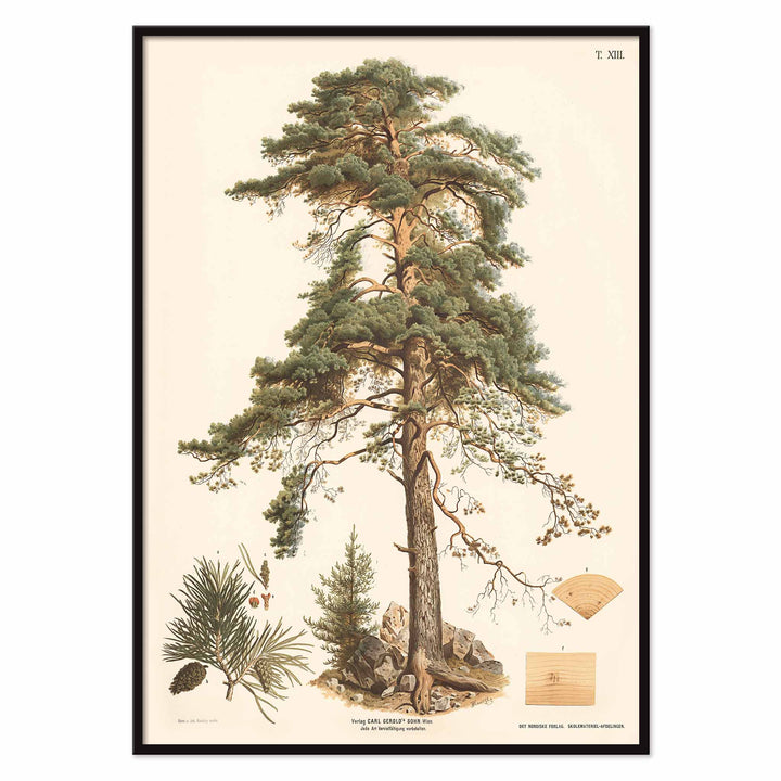 Johann Kautsky Pine Tree Botanical Illustration poster with mature pine, needles, cones and young sapling, with black aluminium frame on white background