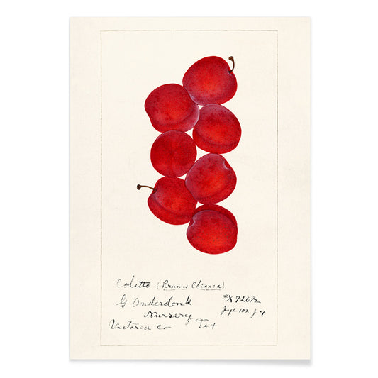 Red plums botanical illustration by G Onderdonk titled Plums Prunus Domestica poster artwork for fruit and nature lovers, with black aluminium frame on white background