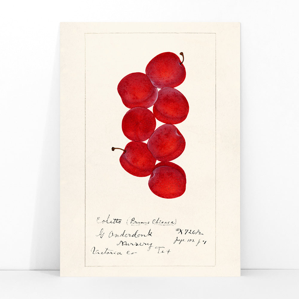 Red plums botanical illustration by G Onderdonk titled Plums Prunus Domestica poster artwork for fruit and nature lovers, framed and displayed in modern living room decor
