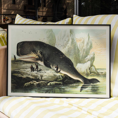 Sperm whale stranded on rocky shore with people and icy cliffs by John Karst from Johnsons household book of nature poster, framed and displayed in home decor