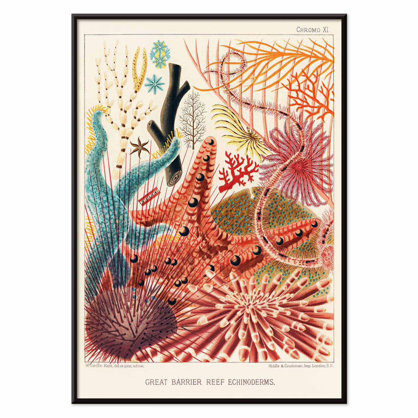 Colorful poster of Great Barrier Reef echinoderms by William Saville-Kent from The Great Barrier Reef of Australia, with black aluminium frame on white background