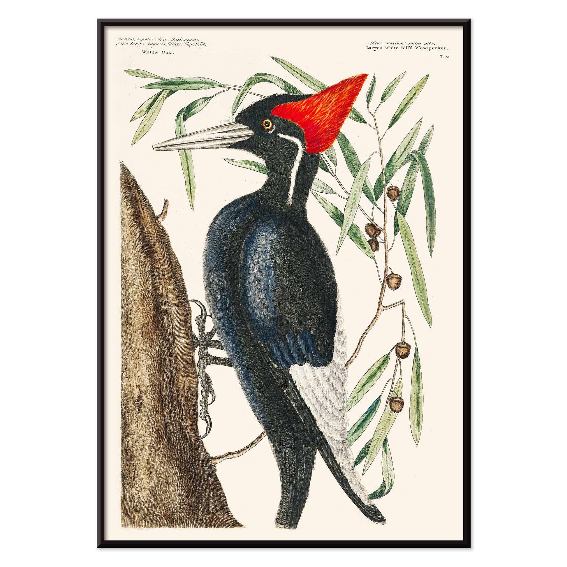 Ivory-billed Woodpecker by Mark Catesby from The Natural History of Carolina Florida and the Bahama Islands artwork and poster showing bird in tree, with black aluminium frame on white background
