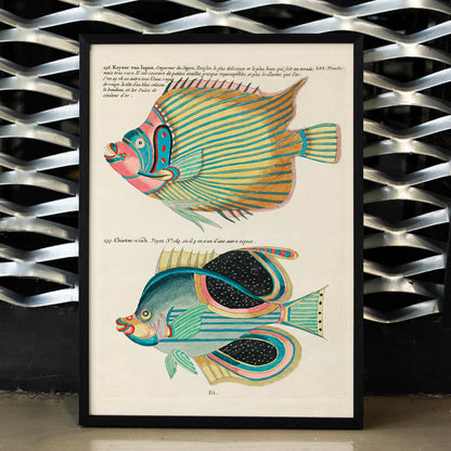 Colorful surreal fish illustrations poster by Louis Renard from Histoire naturelle des plus rares curiositez de la mer des Indes Moluccas and East Indies, framed and displayed in home decor