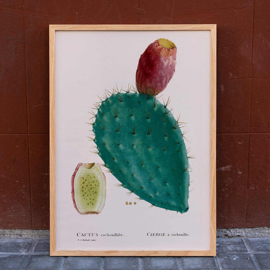 Botanical illustration poster of prickly pear cactus with fruit by PJ Redoute titled Cactus cochenillifer, framed and displayed in home decor