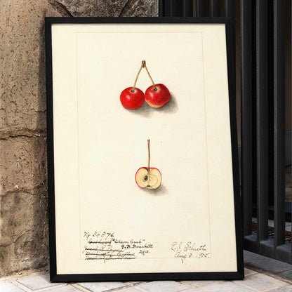 Watercolor illustration by Ellen Isham Schutt of Malus Cherry Crab showing two whole cherries and one halved cherry poster, framed and displayed in home decor