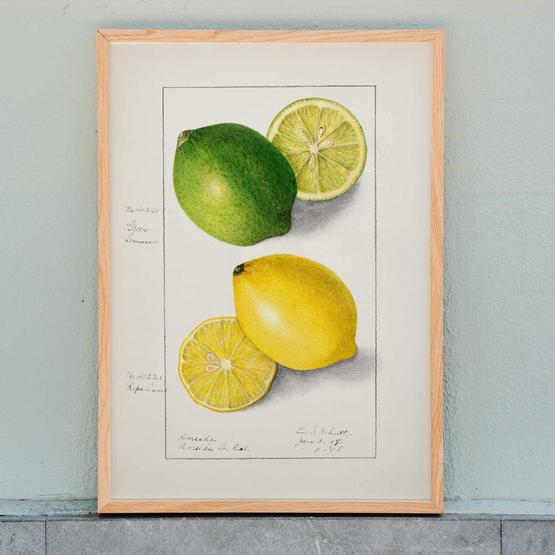 Botanical illustration and poster of green and yellow lemons with slices by Ellen Isham Schutt titled Lemons Citrus Limon, framed and displayed in home decor