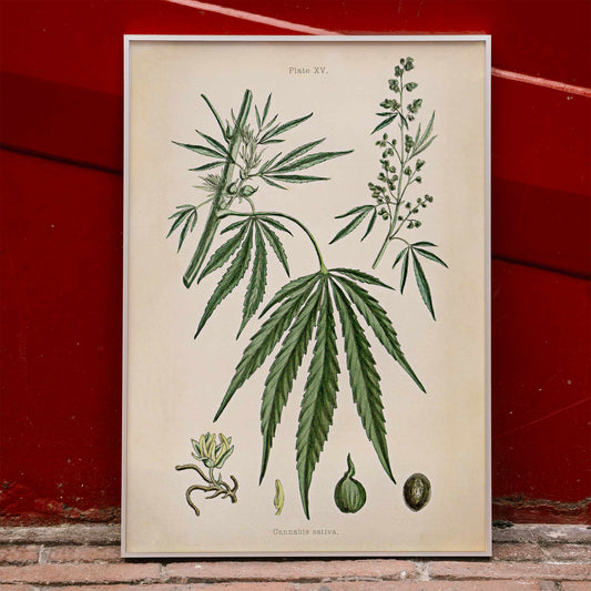 Cannabis sativa botanical illustration showing detailed plant parts leaves flowers and seeds from Cannabis Botanical Plate 2 artwork, framed and displayed in home decor