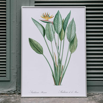 Botanical bird of paradise illustration by Pierre-Joseph Redoute from Les liliacees with green leaves poster, framed and displayed in home decor