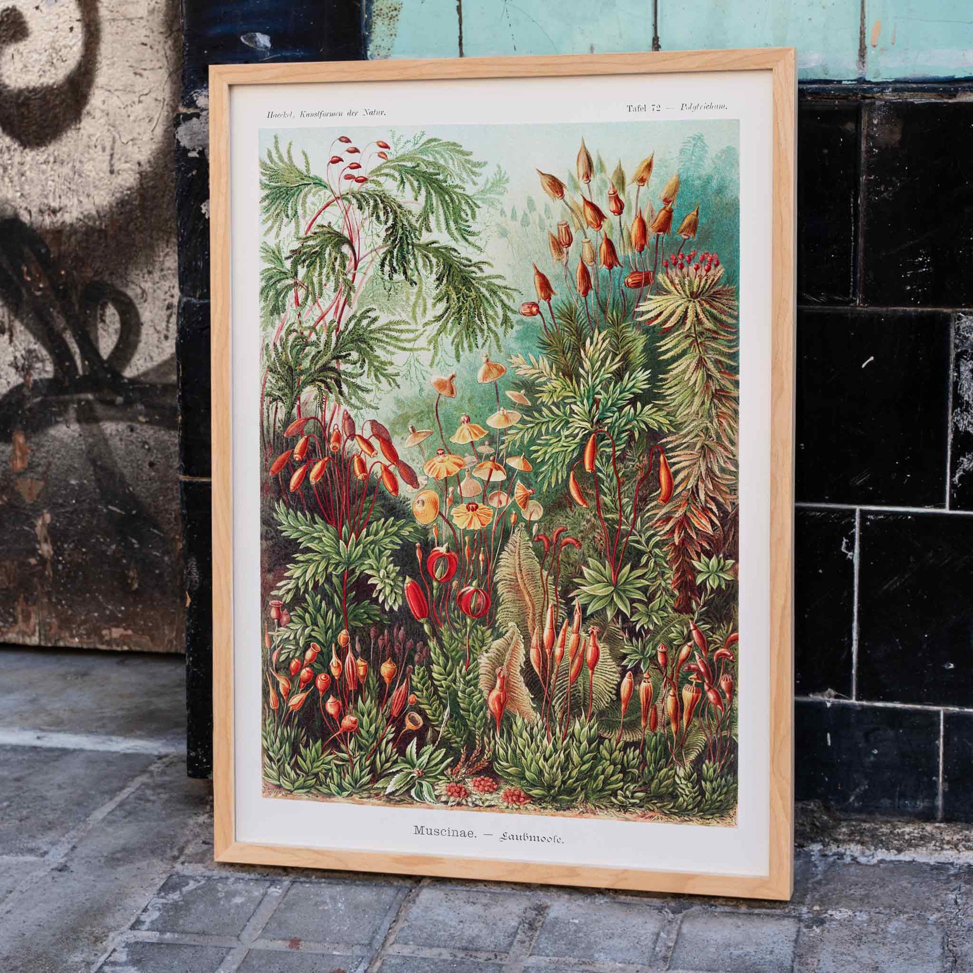Vibrant botanical illustration of mosses plants and fungi by Ernst Haeckel Muscinae Laubmoose Kunstformen der Natur poster, framed and displayed in home decor