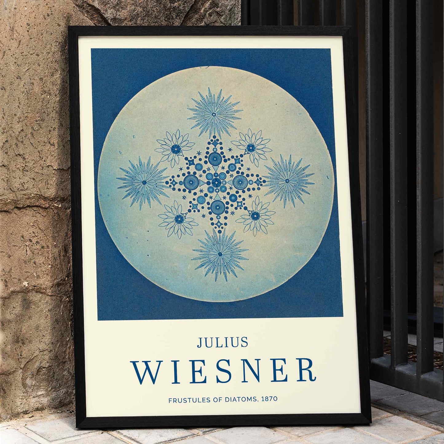 Frustules of Diatoms cyanotype artwork and poster by Julius Wiesner featuring intricate blue diatom designs on a circular background, framed and displayed in home decor