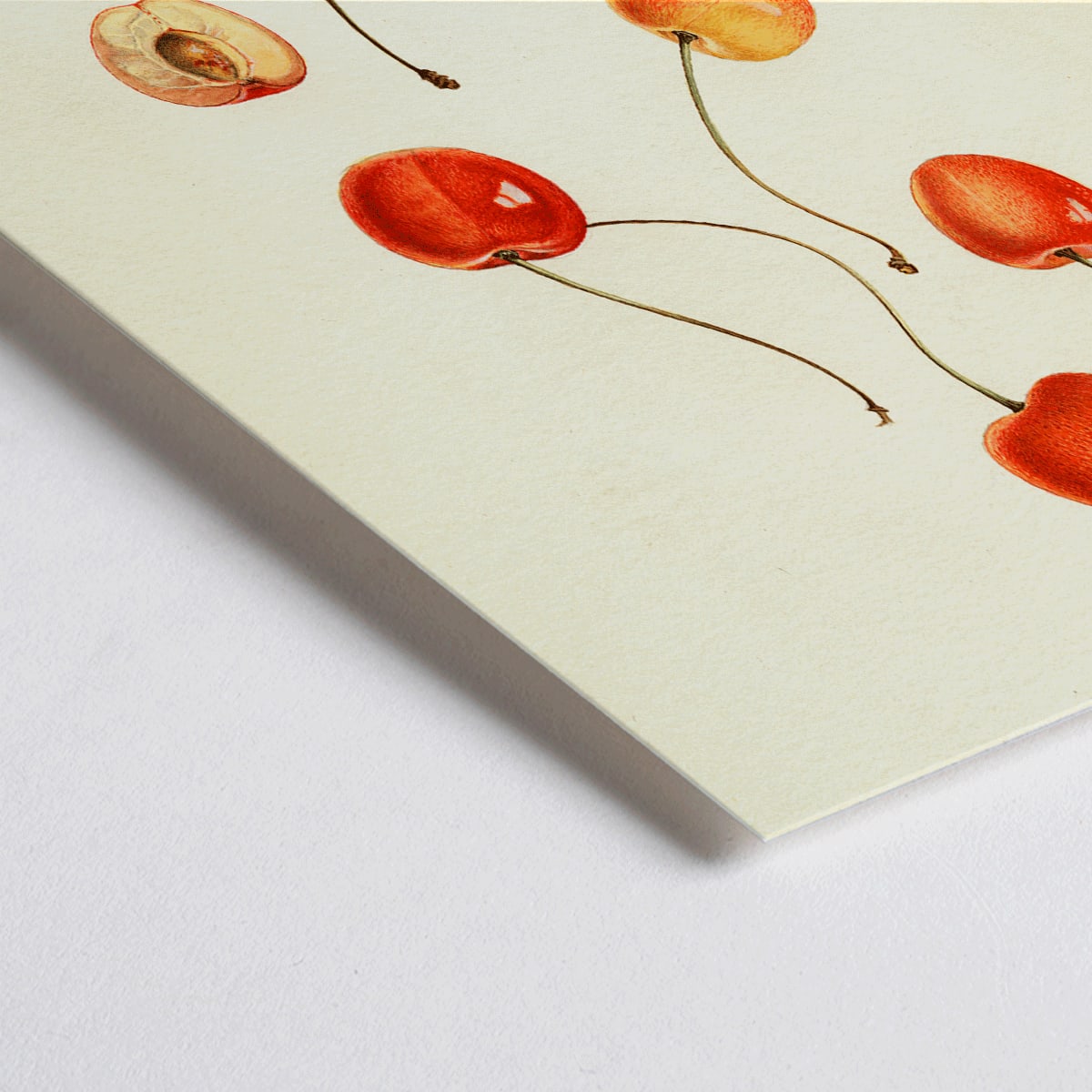 Closeup detail of Prunus avium cherry painting by Royal Charles Steadman titled Cass poster featuring cherry illustrations