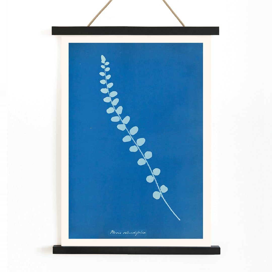 Botanical cyanotype print and poster of Pteris rotundifolia by Anna Atkins featuring a light blue fern leaf on dark blue background, with wooden magnetic frame on white background