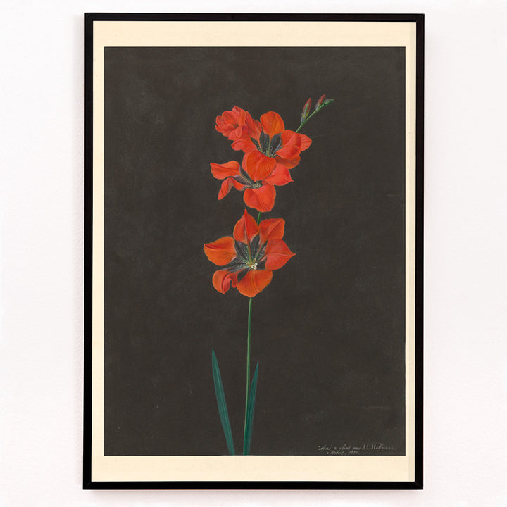 Closeup detail of Vibrant red lily flower illustration by F L Hoffmann botanical artwork on dark background wall decor poster