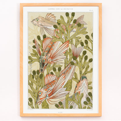 Closeup detail of Poster of colorful red mullet fish swimming among green algae titled Red mullet and Algae by Maurice Pillard Verneuil