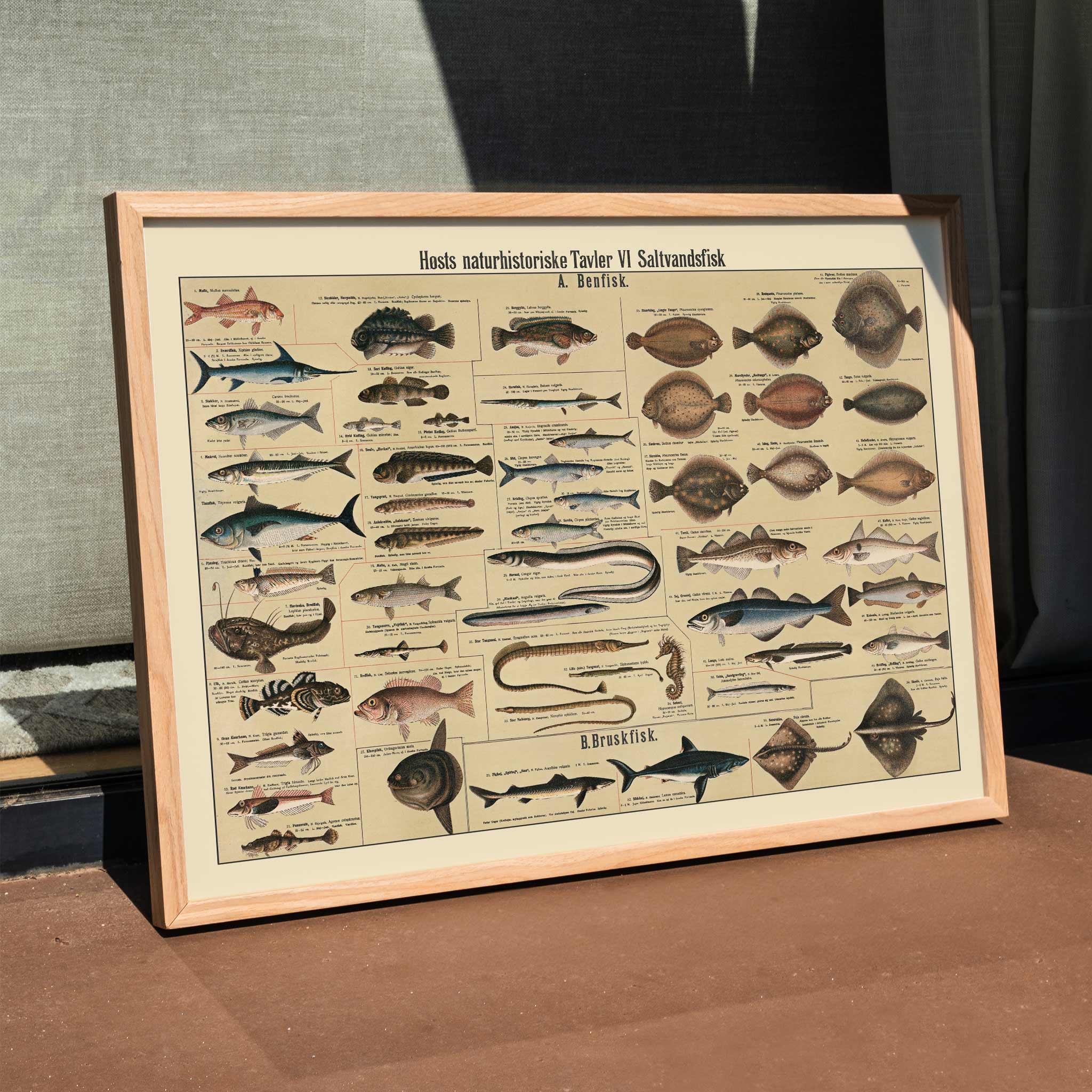 Scientific Fish Chart Poster | Saltwater Fish Chart 1909 | MORYARTY
